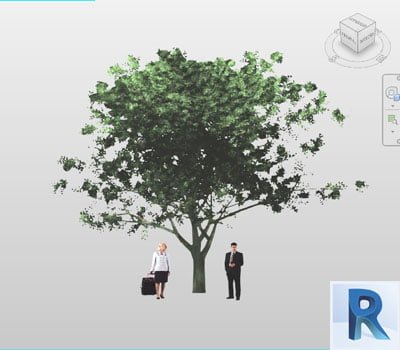 arbol revit